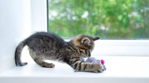 A small gray kitten plays on the windowsill with a soft mouse toy