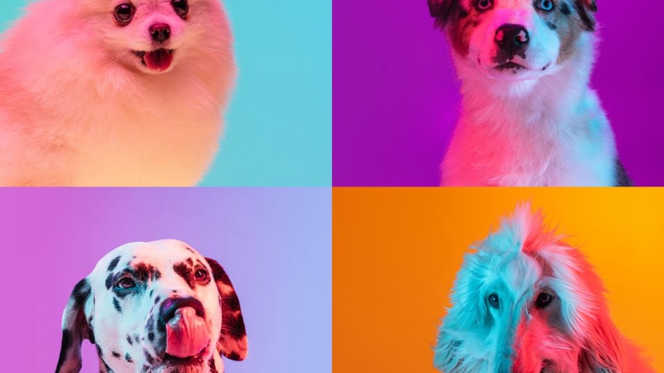 Are Dogs Colour blind are-dogs-colour-blind
