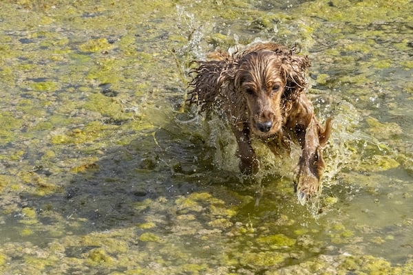 Happy english cocker spaniel while playing in the swamp