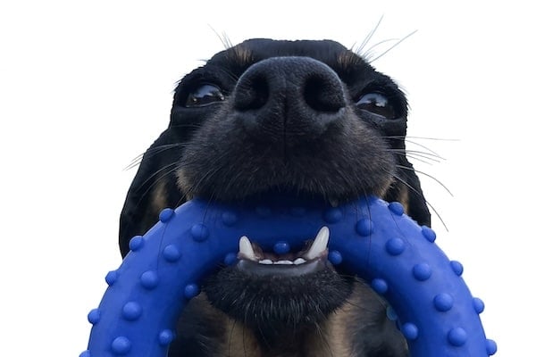 Close-up of black dog happily holding toy in mouth