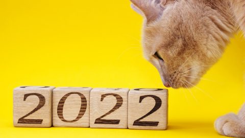 Cat sniffing wooden blocks reading "2022"