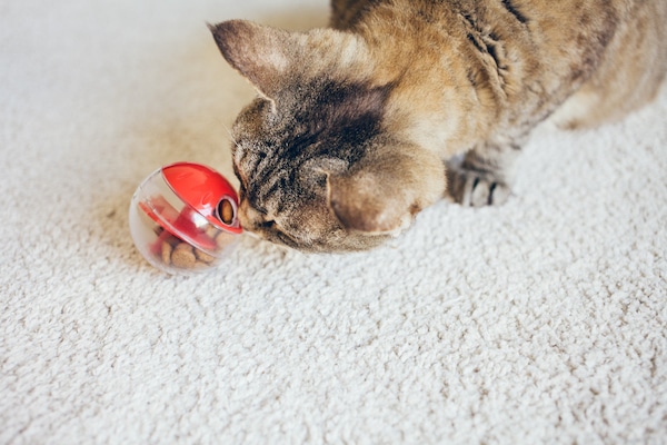  Devon Rex cat playing with special toy ball dispenser