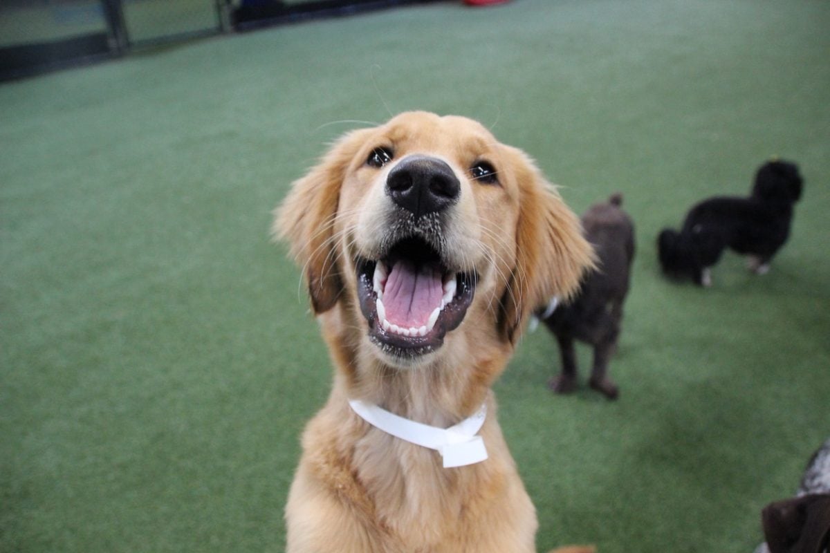 happy golden retriever at doggy daycare mugging for the camera
