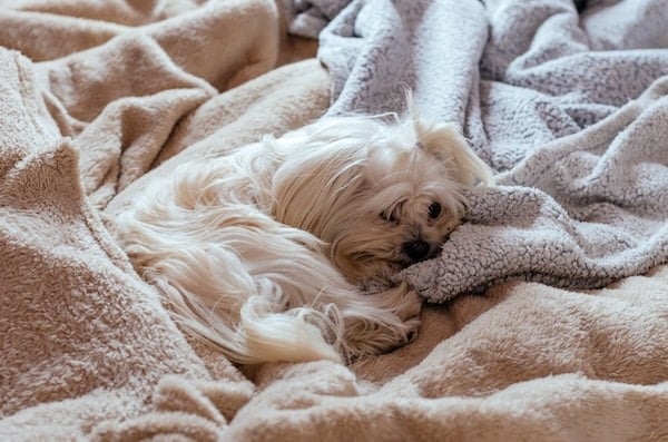 Maltese puppy sleeping between the covers of a human bed looking at the camera