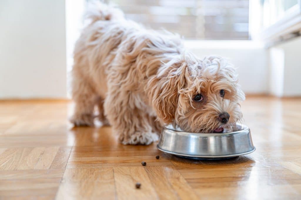 Little cute maltipoo dog eats kibble from a stainless steel bowl