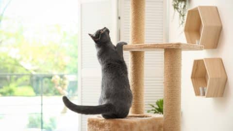 Cat playing on cat tree in sunny room