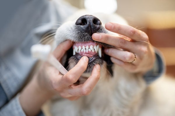 Hands gently lift dog's jowls for teeth brushing
