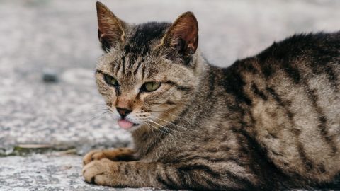 Tabby cat panting