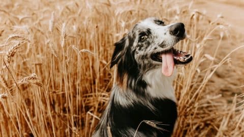 Border collie dog on summer season inside of a wheat field