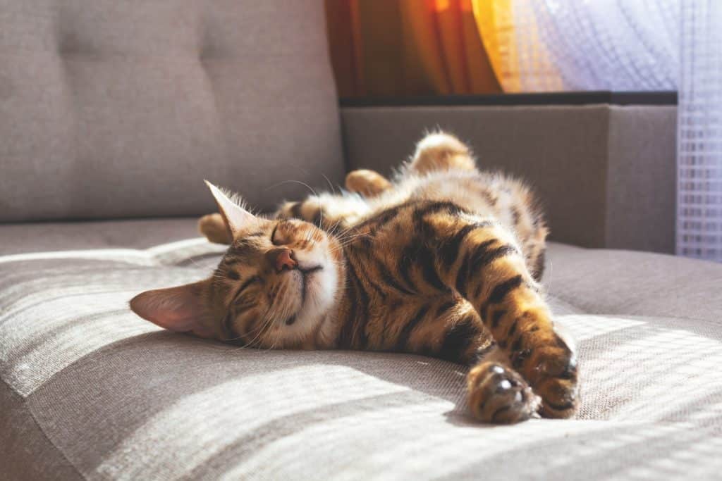 Happy bengal cat with spotted fur lying on sofa