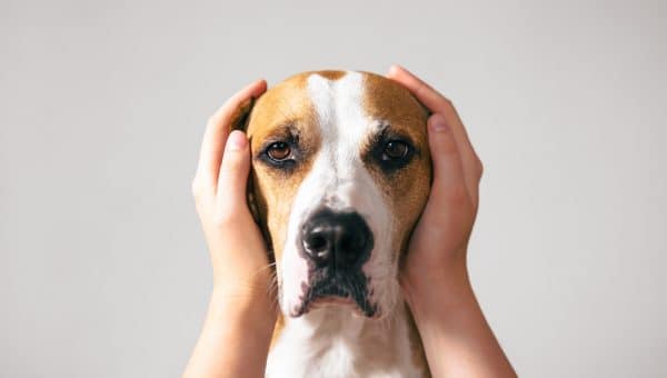 Portrait of a dog with ears covered up with human hands