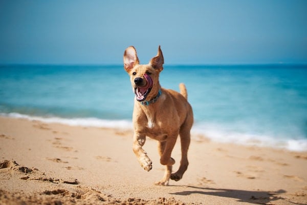Dog running on sandy beach with water and blue sky