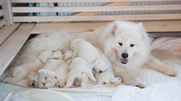 Samoyed dog mother with puppies