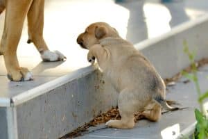 Cute mixed breed puppy climbing up on a stair outside