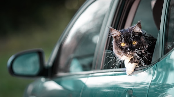 A Maine Coon cat with amazing yellow eyes looking out of the rear window of a passenger green car