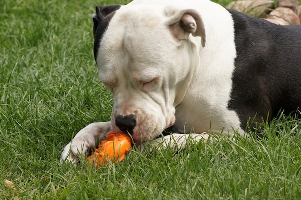 Dog on grass chewing orange toy