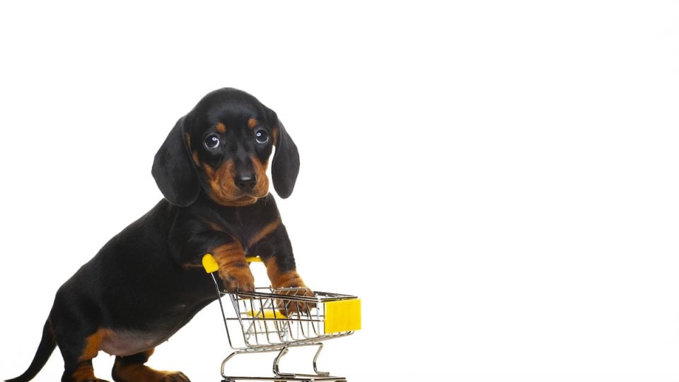 Dog pushing tiny shopping cart