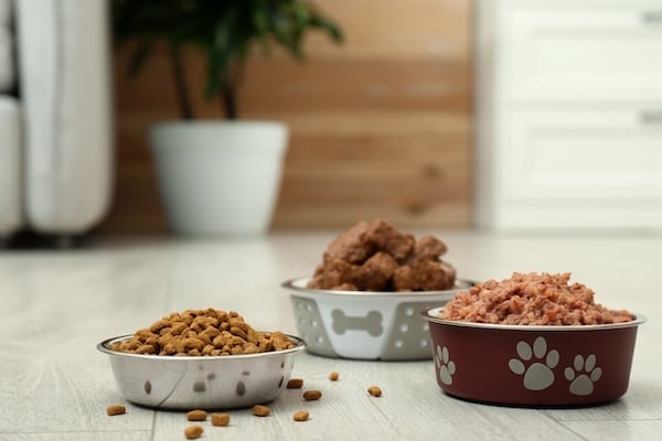 Different pet food in feeding bowls on floor indoors