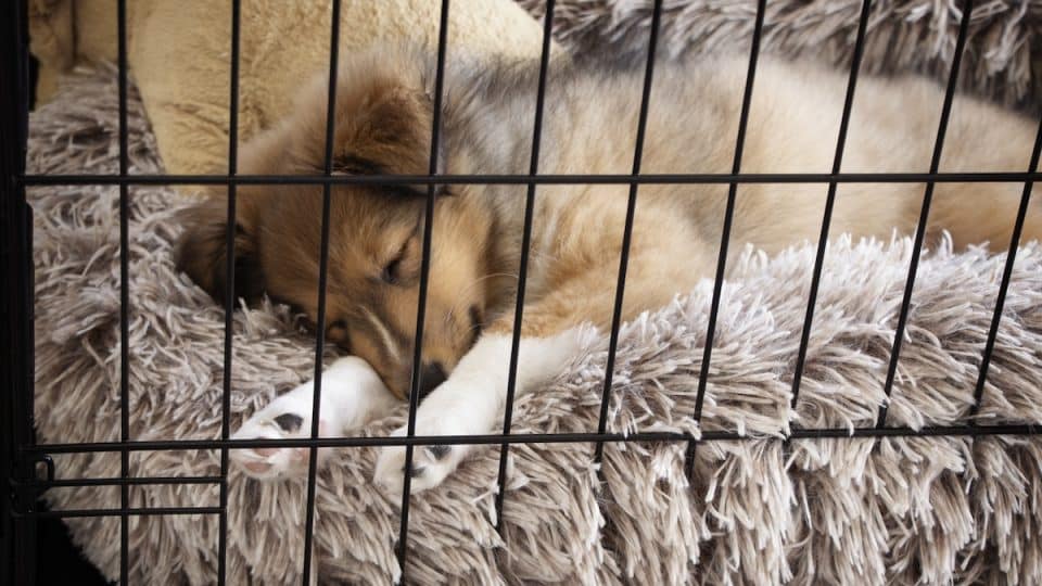Sheltie sleeping on fluffy and warm bed