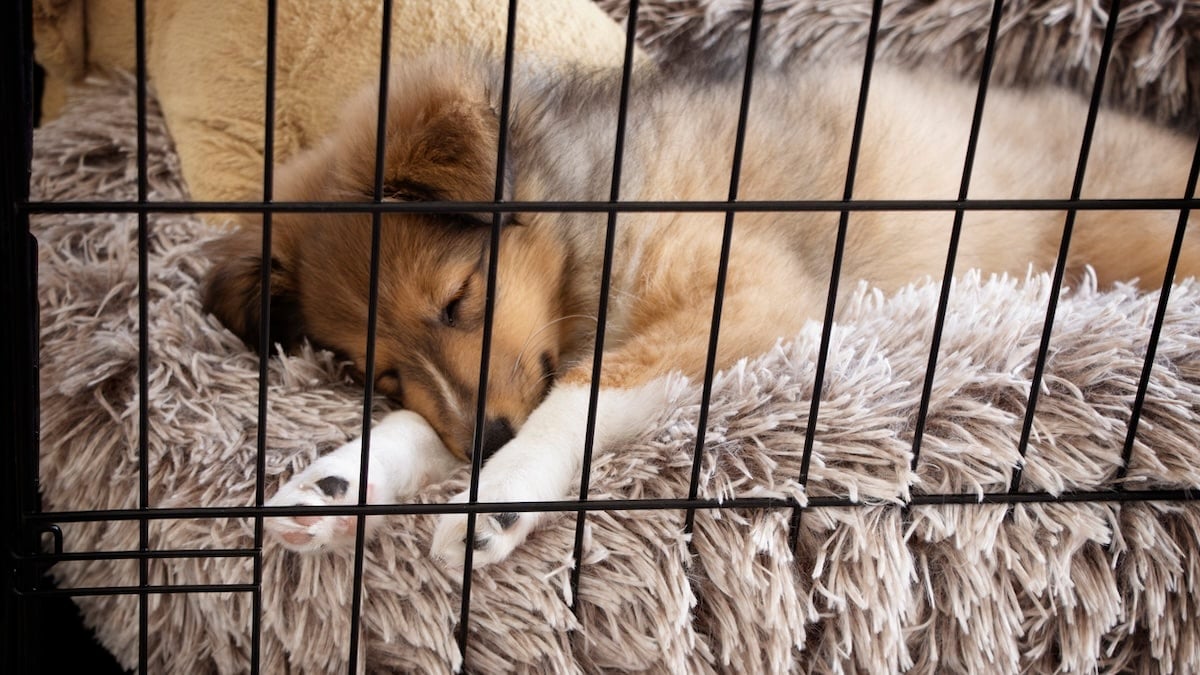 How To Pick the Right Crate For Your Dog’s Size, Age & Breed