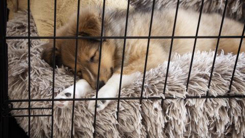 Sheltie puppy sleeping on soft bed in dog crate