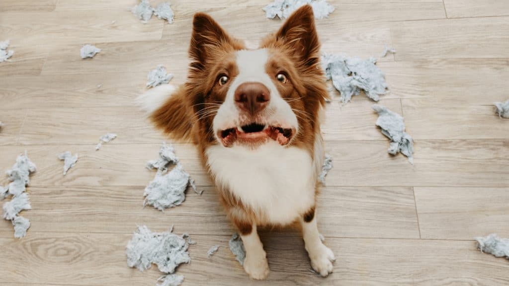 What Can I Give My Dog for Anxiety? A Guide to Dog Calming Tools