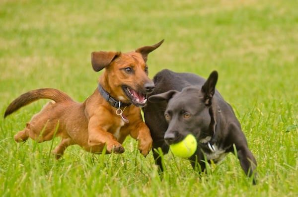 Dogs playing together with tennis ball