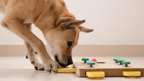 Dog sniffing puzzle toy