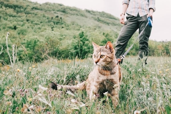 Woman walking with curious ginger cat on a leash in nature in summer.