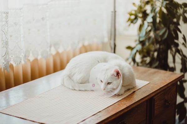 White cat wearing E collar on window sill