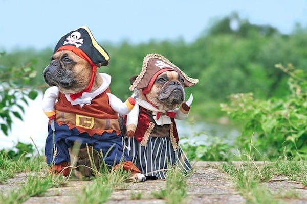 Pair of funny French Bulldog dogs dressed up with pirate costumes on beach