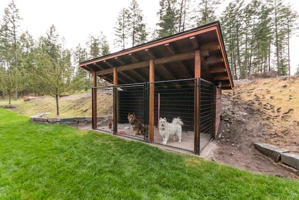 Dogs in outdoor kennel run
