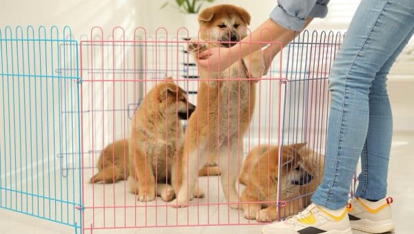 Woman near playpen with Akita Inu puppies indoors