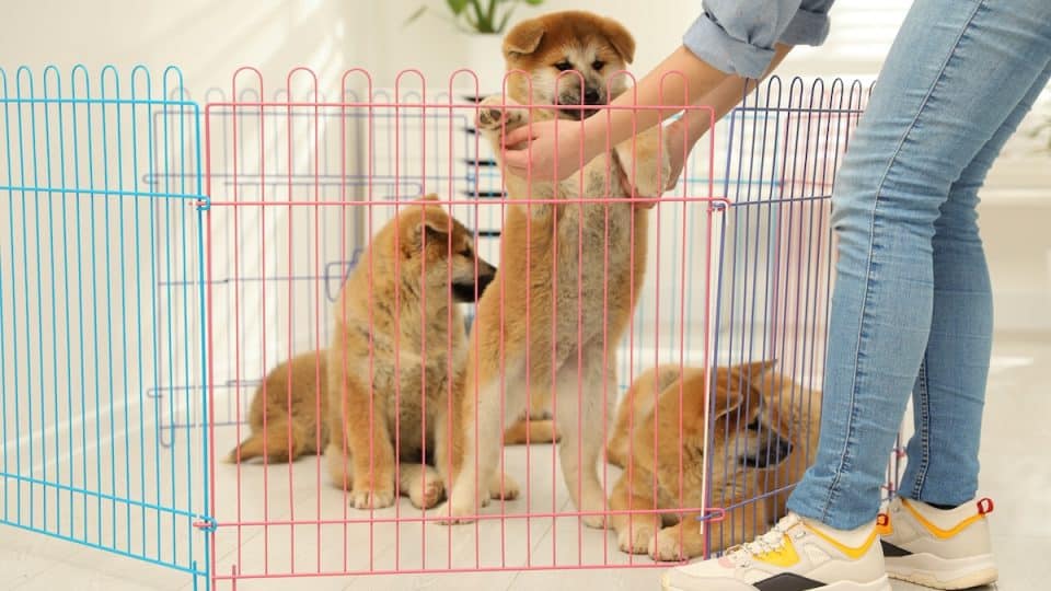 Woman near playpen with Akita Inu puppies indoors