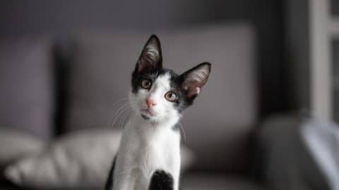 Black and white color cat looking at camera with curiosity