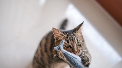 Cat plays with fish toy