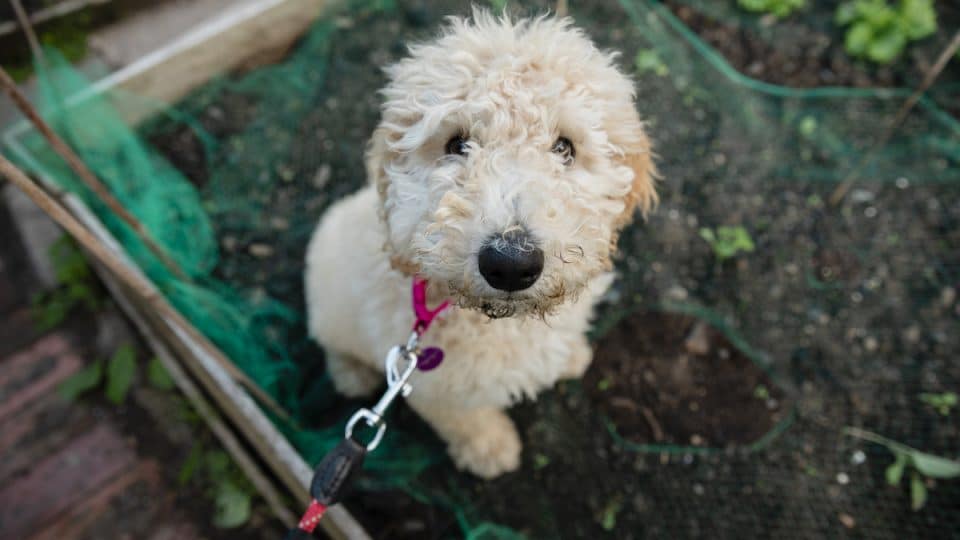 Best Harnesses for Labradoodles Top Picks for Walking Your Dog