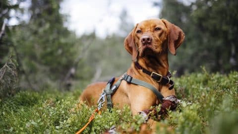 Cute hunting dog wearing harness, laying down relaxing in the forest