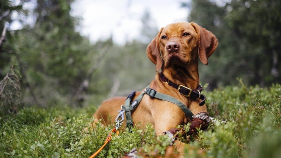 The 16 Best Dog Harnesses for All Types of Outdoor Romps