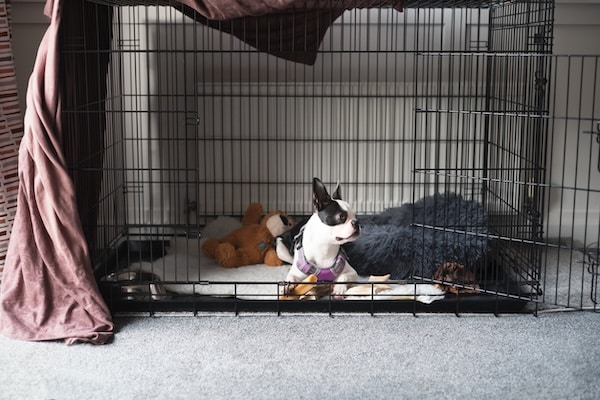 Startled dog looking up in crate