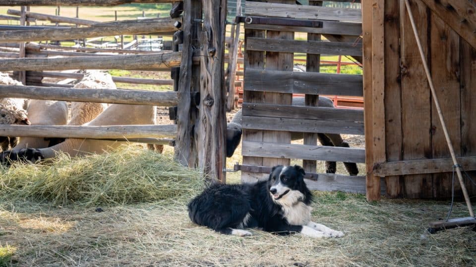 Happy Dog lying near a corral at a ranch in Western Colorado near Mt. Wilson and Telluride in the Summertime