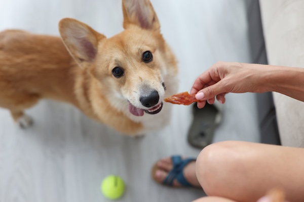 Corgi receiving treat in home
