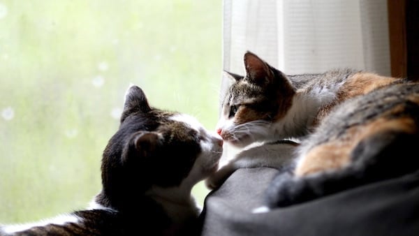 An adult and young cat on couch by a window being affectionate touching nose to nose