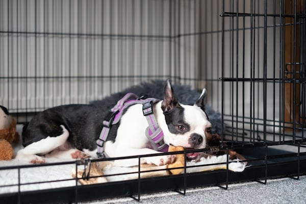 Boston Terrier puppy inside a cage or crate with the door open