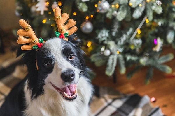 Border Collie wearing antlers under Christmas tree