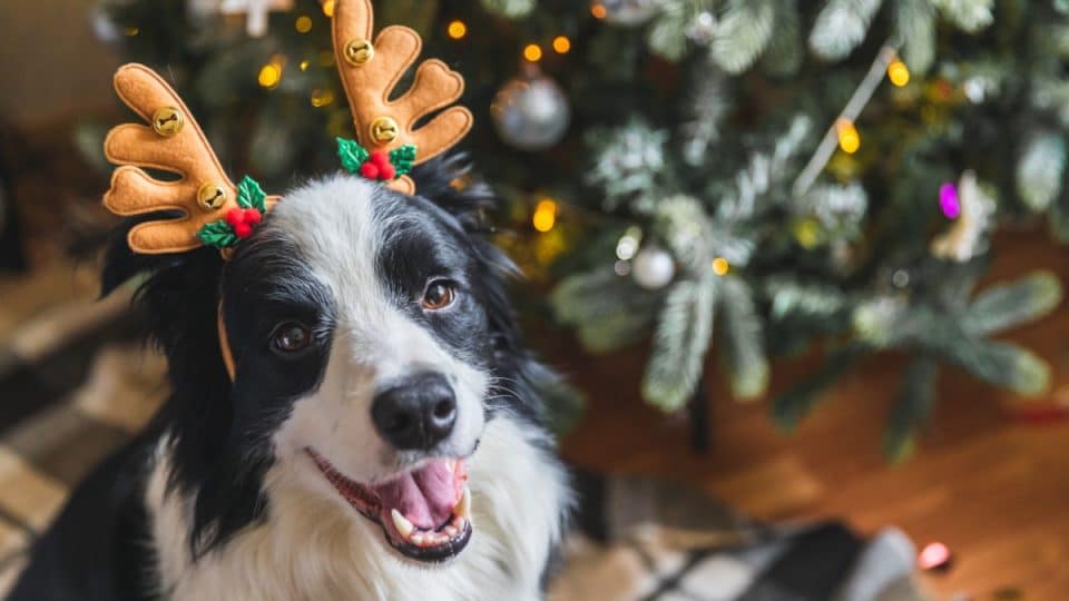 Dog Proof Christmas Tree | 8 Tips to Dog-Proof a Christmas Tree