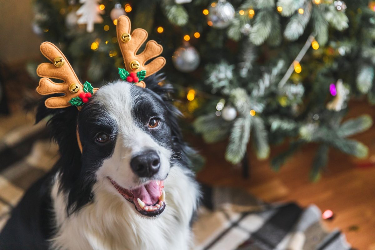 Are Real Christmas Trees Bad For Dogs