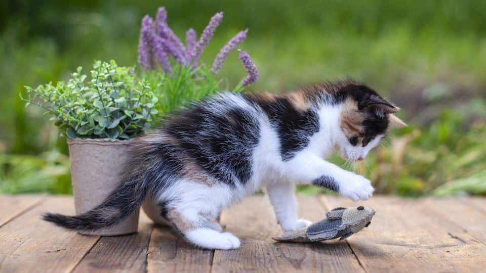 Cat plays with fish toy in backyard