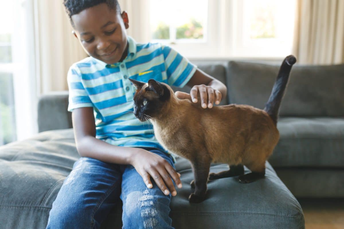 Happy African American boy smiling, sitting on couch and petting his cat in a sunny living room.