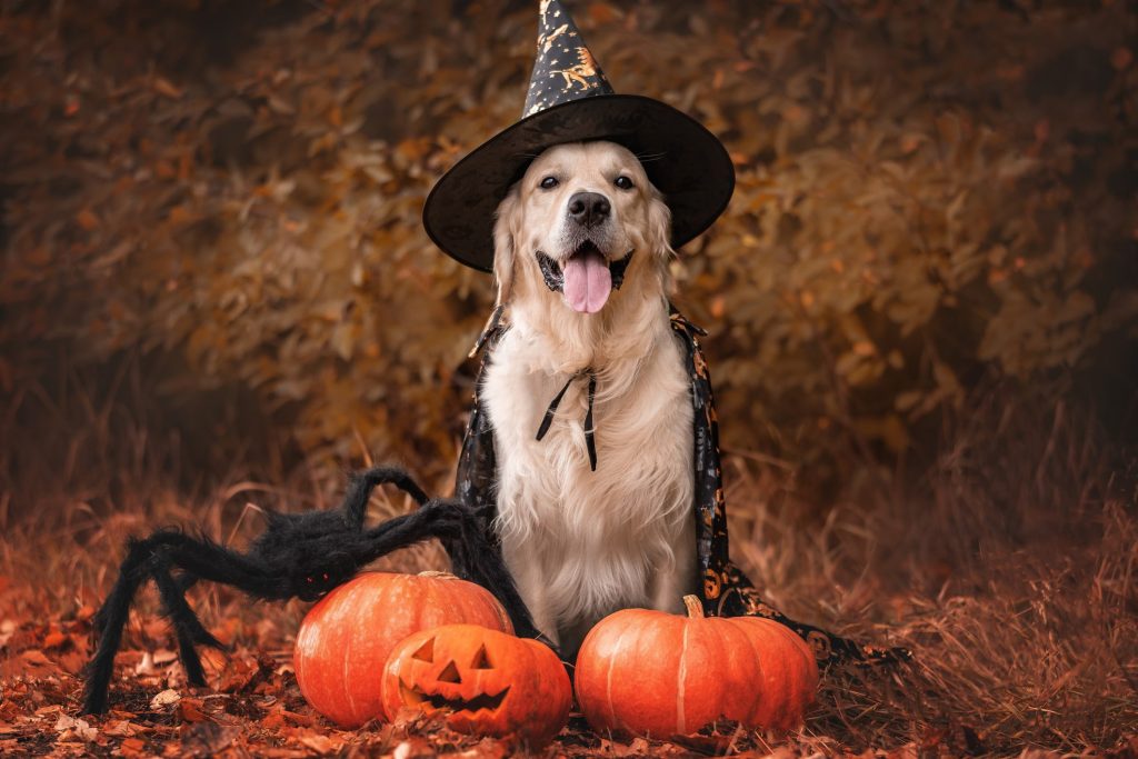 Dog Halloween Party | How to Throw the Best Halloween Dog Party Ever